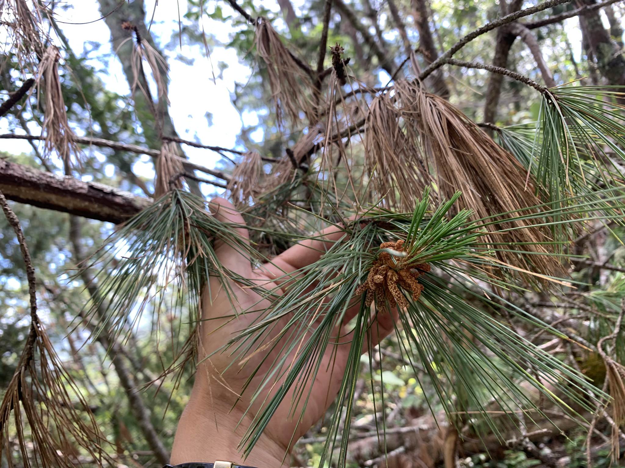 Pinus ayacahuite